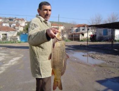 Bafa Gölü’nde “Sazan” Alarmı!