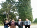 Burhaniye’de Tarihi Servi Ağaçları Korumaya Alındı