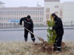 ÇARıKLAR - Meram'da Ağaçlandırma Çalışmaları Sürüyor