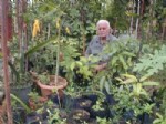 ALANYA ZIRAAT ODASı - Alanya ve Gazipaşa'da Tropikal Meyveler Yetiştirilecek