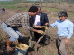 KOZÇEŞME - Biga’da 400 Yaban Armudu Aşılandı