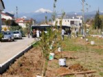 Fethiye Belediyesi Kadın Meclisi Üyeleri Ağaç Dikti