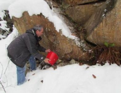 Yaban Hayvanlarına Yem Bırakıldı
