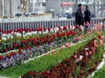 Antalya'da 60 Bin Lale ve Sümbül Dikildi