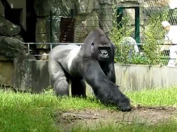 Goril öyle bir sinirlendi ki bakın ne yaptı...