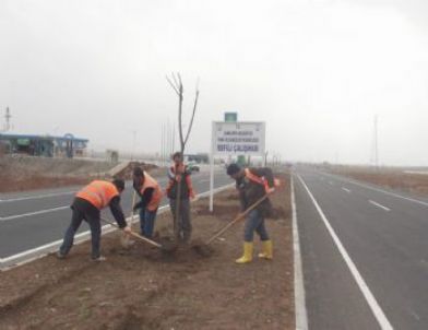 Şanlıurfa'nın Dört Bir Yanına 10 Bin Ağaç Dikildi