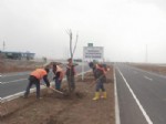 Şanlıurfa'nın Dört Bir Yanına 10 Bin Ağaç Dikildi