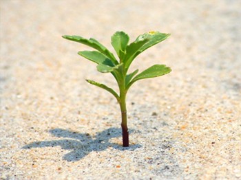 Eşme’de Vatandaşlara Ücretsiz Olarak İki Bin 500 Fidan Dağıtıldı