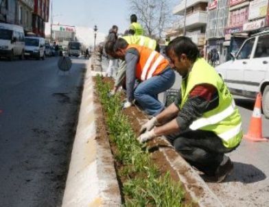 Erzincan Çiçeklerle Renkleniyor