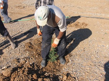 Ereğli'de 5 Bin Fidan Toprakla Buluştu