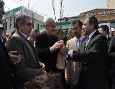 Eyüp Sultan Erguvanlarla Donatılıyor