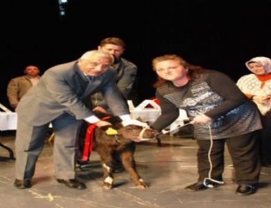 Kadın Çiftçiler Yarışmasında Buzağı Hediye Edildi