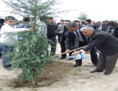 Abdullah Gül İçin 3 Bin 200 Çam Ağacı