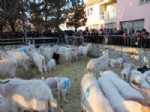 Çandır’da 15 Çiftçiye 315 Saanen Keçisi Dağıtıldı