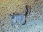 Medvedev: Kedim Kaybolmadı, Endişelendiğiniz İçin Teşekkür Ederim!