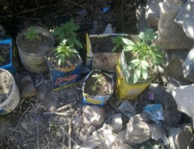 Teneke Kutularda Hint Keneviri Yetiştirdi