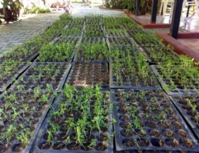 Jandarma 5 Bin 360 Kök Hint Keneviri Ele Geçirdi