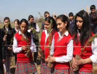 Mercan Köyüne Fıstık Çamı Fidanı Dikildi