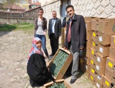 Seracılara Salatalık Fidesi Dağıtıldı