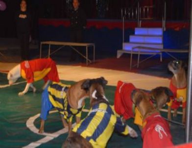 Kopeklerin Galatasaray Fenerbahce Maci Nefes Kesti Denizli