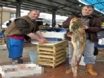 SAKARYA NEHRI - 20 Kiloluk Yayın Balığı Pazarın İlgi Odağı Oldu
