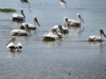 BÜYÜK MENDERES NEHRI - Tepeli Pelikanlar Söke Ovası’nda