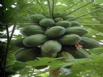 Tropikal Meyve Papaya Serada Üretildi