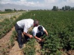 Erzincan Tarımı 2012 Yılına Umutla Bakıyor