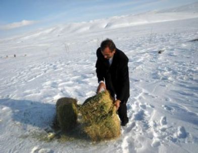 Sivas'ın Soğuğu Hayvanları Da Etkiliyor