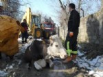 Sığır Kurtarma Operasyonu