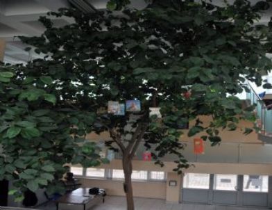 Kütüphanedeki Limon Ağacı 'Kitap' Açtı