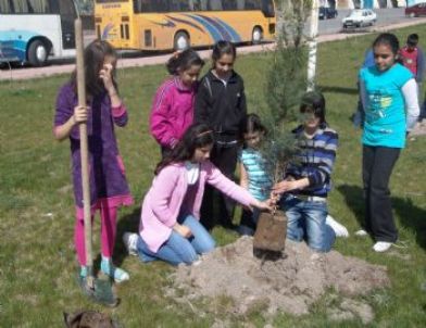 Kocasinan Takviye Ağaç Dikecek