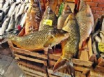 BÜYÜK MENDERES NEHRI - Menderes’te Balık Türleri Yok Oluyor