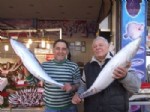 Marmarada Denizinde  Bir Metrelik Orkinos Balıkları Yakalandı