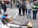 KÖPEK BALIĞI - Pazara Getirilen Köpek Balığı Yoğun İlgi Gördü