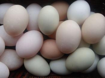 Gıda Teröristleri Yumurtaya Dadandı