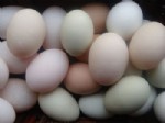 Gıda Teröristleri Yumurtaya Dadandı