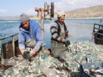 Van Gölü'nde İnci Kefali Avlanma Yasağı Başladı