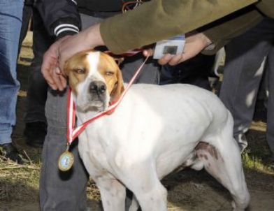 8. Uluslararası Fermalı Av Köpekleri Yarışması Sona Erdi