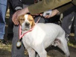 İSMAIL ERDEM - 8. Uluslararası Fermalı Av Köpekleri Yarışması Sona Erdi