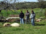 CUNDA ADASı - Köpekler, Koyun ve Keçileri Parçaladı