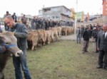 GÜLCEMAL FIDAN - Damal’da 25 Aileye Süt Sığırı