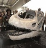 PALEONTOLOJI - Dev dinozor fosili bulundu