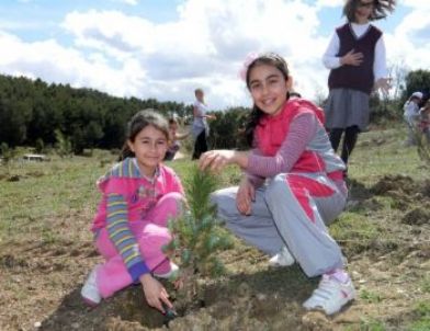 Sevgi Çiçekleri Fidan Dikti