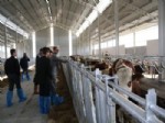 KAĞıT HELVA - Tarım İl Müdürü Emiralioğlu, Üretici Firmaları Ziyaret Etti