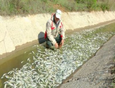 Fethiye’de Sır Dolu Balık Ölümleri