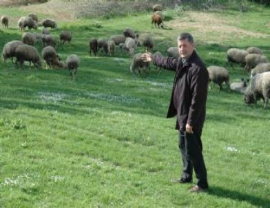 Tekirdağ'da Ağıldan 80 Koyun Çalındı