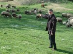 HÜSEYIN KORKMAZ - Tekirdağ'da Ağıldan 80 Koyun Çalındı