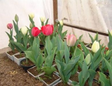 Kocasinan Park ve Bahçeleri Çiçeklendirdi