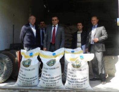 Osmancık'ta 11 Ton Çeltik Tohumu Dağıtıldı